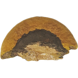 长白山野生杨树桑黄灵芝正品深山采摘250克整枝东北金边桑黄