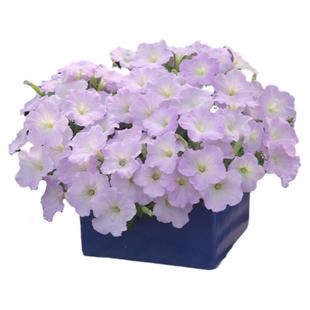 进口丘型矮牵牛种子三部曲系列春季室内阳台盆栽好养易种花卉种子