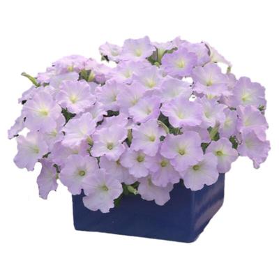 进口丘型矮牵牛种子三部曲系列