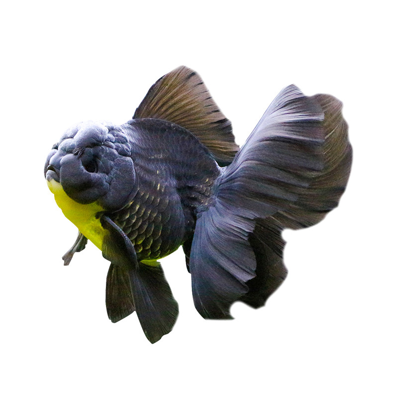 泰狮金鱼进口百褶精品活鱼f1红白五花菠萝黑百褶尾玛丽泰师鱼观赏