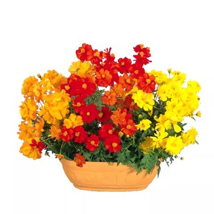 硫化菊花种籽子四季播种开花易种活耐贫瘠波斯菊黄秋英硫华菊花籽