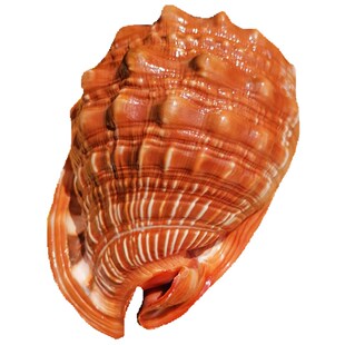 天然大海螺贝壳 四大名螺万宝螺 礼品收藏装饰大海螺鱼缸水族造景