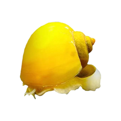 观赏螺淡水苹果螺鱼缸除藻工具