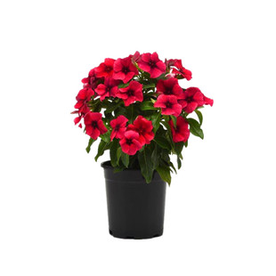 长春花*刺青系列*大力神*果酱*烈焰战神* 泛美公司进货日日春宿根