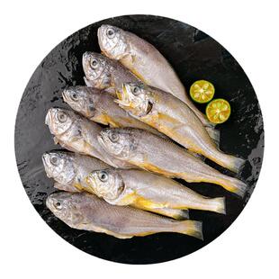 全清小黄鱼 1.2kg (50-80g/条)舟山三去小黄鱼 烧烤食材