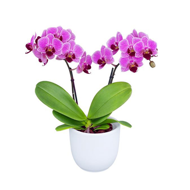 金色池塘蝴蝶兰盆栽带花年宵花