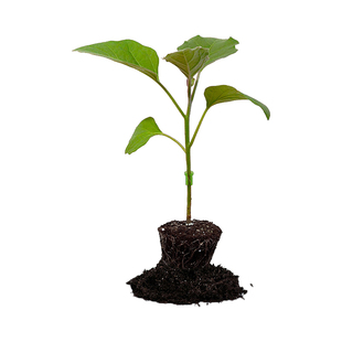 日本茄子砧木种子托鲁巴姆 印度班根长茄圆茄 抗病强耐寒性强种籽