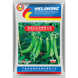 和利农 正源金品白花双荚荷兰豆种子高产豌豆子种籽四季蔬菜种孑