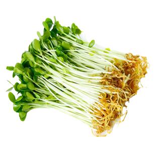 【豌豆芽苗菜】豌豆种子 四季阳台蔬菜盆栽无土栽培水培纸上种菜