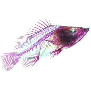 新款透明骨骼标本桂鱼双重染色鱼类摆件礼物纯手工男女