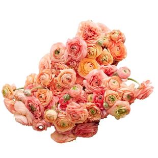 谢谢小花 花毛茛洋牡丹 蝴蝶成功浪漫巨星进口球根多年生花卉植物