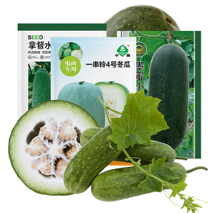 冬瓜种子黑皮粉白皮一串铃冬瓜水果迷你小绿冬瓜农科院蔬菜种籽孑