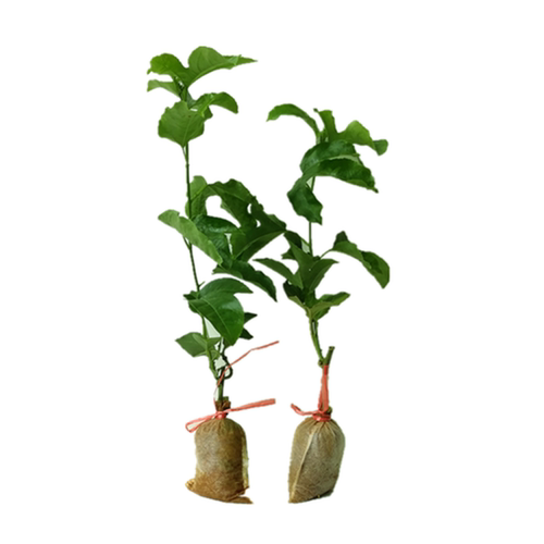 西番莲果苗鸡蛋果苗百香果大果金3号钦蜜九号嫁接苗四季盆栽地栽