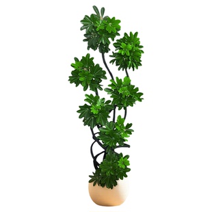 造型鸭脚木客厅绿植高级感室内大型盆栽高端大气上档次落地鸭掌木