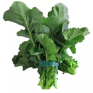 油菜苔种子增城迟菜心种籽四九菜心青菜薹秋季四季蔬菜籽种孑大全