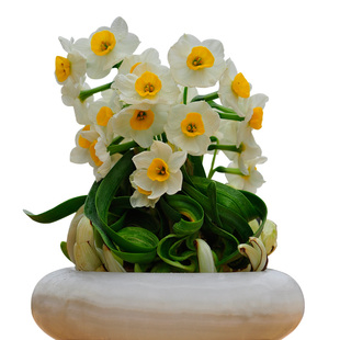 漳州雕刻水仙花种子带花苞水养植物室内冬季复瓣水培花盆栽大花球