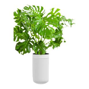 大叶龟背竹客厅大盆栽老桩植物室内大型绿植落地大花盆水培好养活