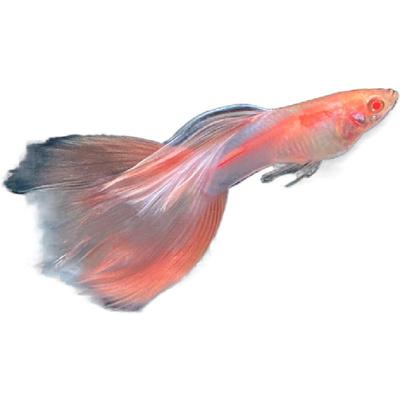 天使彩虹孔雀鱼彩虹仙子