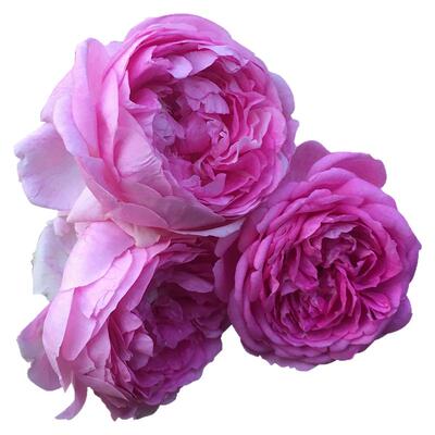 新品月季玛姬婶婶阳台盆栽三季开