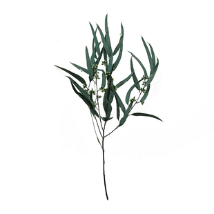 永生小米果叶桉树叶尤加利叶插花搭配配草植物叶子橱窗搭配北欧风