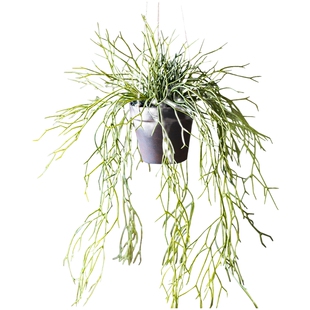 掬涵斑节松萝铁兰仿真植物垂吊绿植婚庆造景壁挂吊兰设计师空间