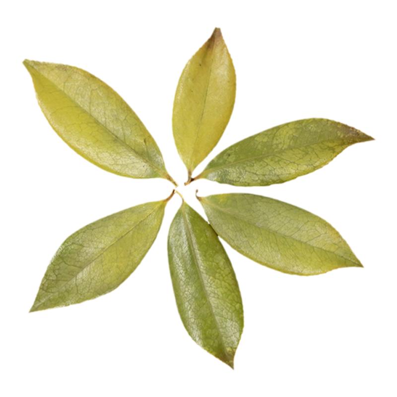 干树叶山茶油树叶手工贴画标本
