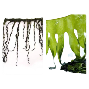 海带苗批发威海特产新鲜盐渍裙带菜海白菜火锅嫩芽凉拌5斤整箱商