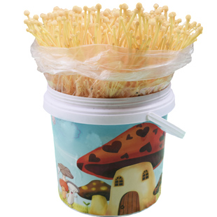 金针菇菌包平菇蘑菇菌种蘑菇种植包菌棒蘑菇菌菇种子多肉植物家庭