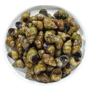 5斤包邮新鲜石螺活体 野生山溪清水螺蛳 田螺鲜活 泥螺螺丝肉现捞