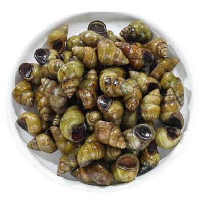5斤包邮新鲜石螺活体清水螺蛳