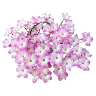 25年现货绿园花开新手种植风雨兰胖丽丽种球国王拉风四季室内种球