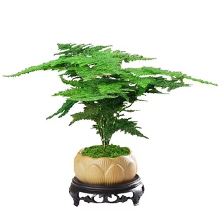 禅意文竹盆栽植物办公室内小叶赤楠盆景桌面绿植好养云竹四季常青