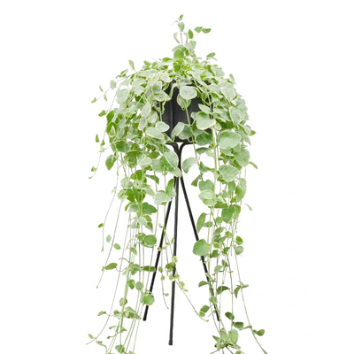 盆栽常春藤庭院观赏室内外