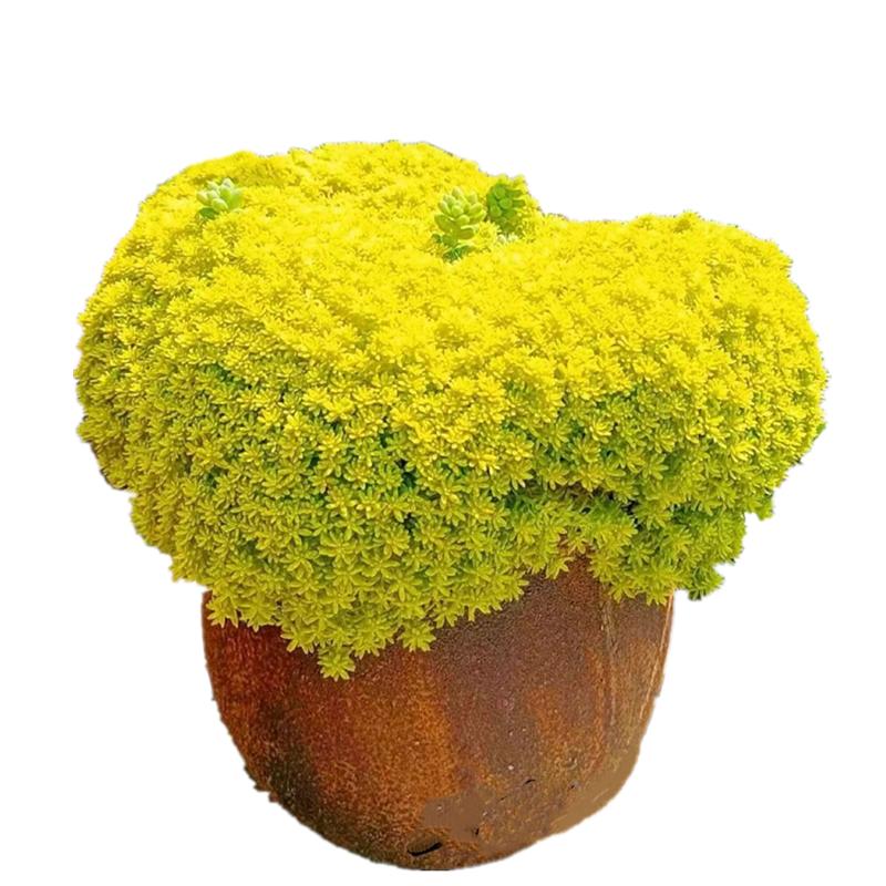 黄金万年草【精品】薄雪万年草多肉植物盆栽办公室阳台花卉绿植