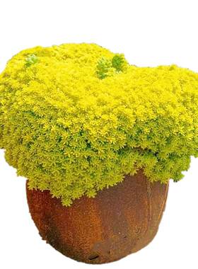 黄金万年草【精品】薄雪万年草多肉植物盆栽办公室阳台花卉绿植