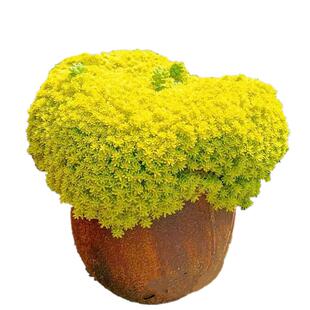 黄金万年草【精品】薄雪万年草多肉植物盆栽办公室阳台花卉绿植