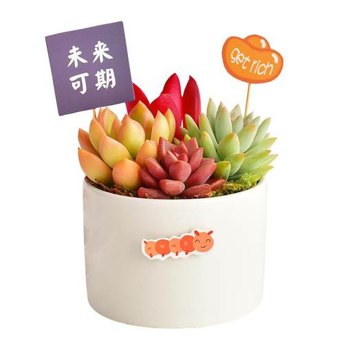 白色陶瓷盆多肉植物组合盆栽室内新手好养苔藓办公桌面装饰景观