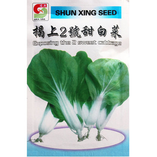 鸡毛菜种子种籽18天四季小白菜青菜油菜上海青阳台盆栽蔬菜蔬莱孑