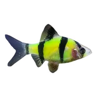 绿翡翠虎皮鱼活体热带鱼观赏鱼新手淡水好养活草缸群游鱼小型鱼苗