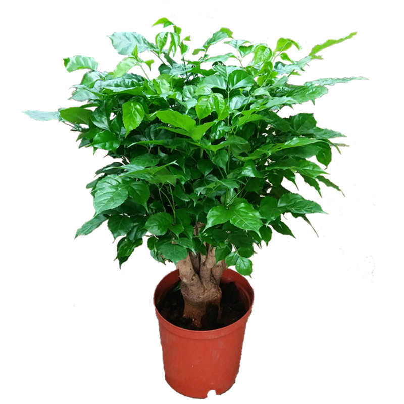 绿宝盆栽树桩造型微盆景办公室内桌面老桩超大型植物观叶四季常绿