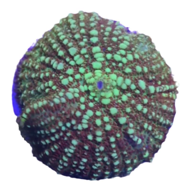 蕴海水族菇类珊瑚绿菇红菇新手