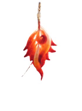 古风非遗绒花耳钉耳环婚礼旗袍