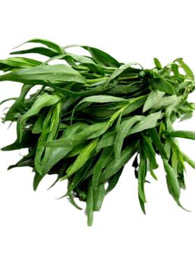 芳香万寿菊种子甜万寿菊驱蚊驱蝇