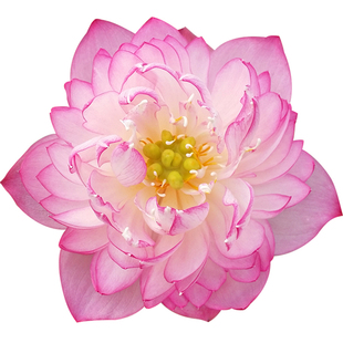 雪影真碗莲种藕包对版根茎阳台楼顶水生盆栽花卉观赏荷花品种