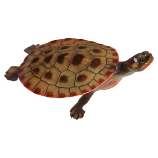 圆澳龟圆澳侧颈龟鱼缸龟观赏鱼深水龟小乌龟活体宠物龟黄头侧颈龟