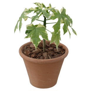 PHYSIS童年里的一棵小树岚枫锦树菠菜锦大戟科阳性木本植物好养