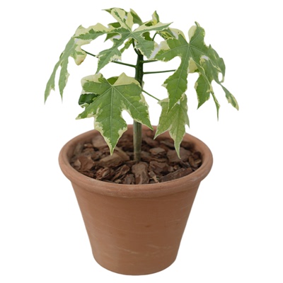 岚枫锦树大戟科植物耐旱好养