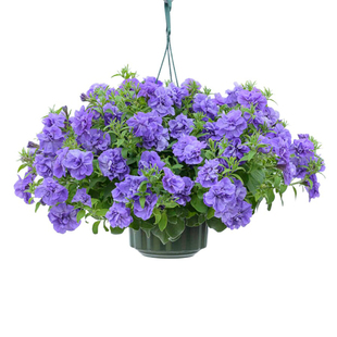 种花王大爷 矮牵牛花苗阳台盆栽庭院花园耐寒多季