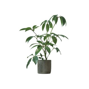 PHYSIS 日本大叶伞保罗大株室内盆栽绿植净化空气北欧风4/24更新
