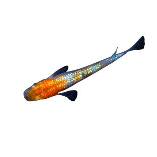 活体观赏鱼冷水鱼观背青鳉淡水无需打氧过滤古法养鱼好养迷你锦鲤